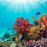 Un plongeur observe un récif corallien vibrant avec de nombreux poissons tropicaux colorés dans une eau turquoise.